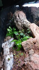 Vertical close-up of a cork bark column rising over a cluster of red-veined fittonia and other tropical plants inside a glass vivarium.
