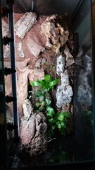 Overhead composition of a natural terrarium featuring cork bark pieces, pale stones, and vibrant...