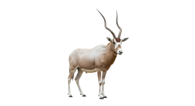 Addax  with transparent png  background