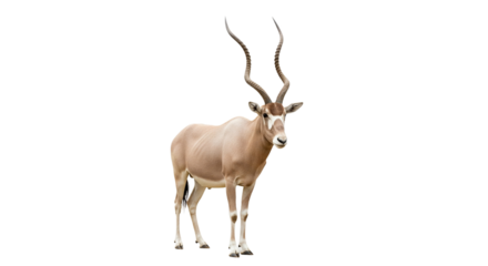 Addax  with transparent png  background