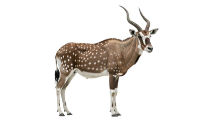 Fototapeta premium Addax with transparent png background