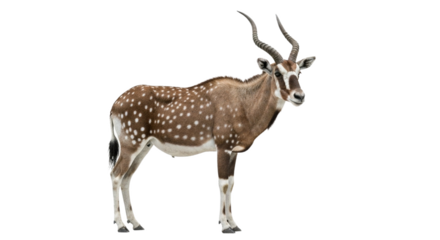 Addax  with transparent png  background