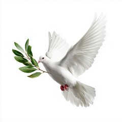 Obraz premium White dove with olive branch isolated, white background cut out png