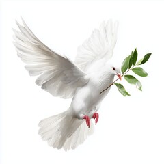 White dove carrying olive branch, isolated on white background cut out png