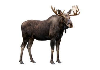 Fototapeta premium A magnificent moose stands poised against a stark black background, showcasing its impressive antlers and robust physique.