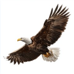 Obraz premium Bald eagle soaring in flight, white background cut out png