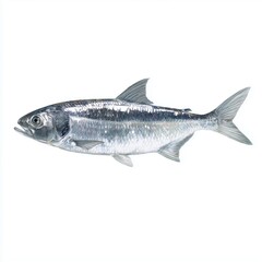 Fish illustration isolated on white background cut out png, white background cut out png