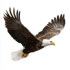 Obraz premium Bald eagle in flight, isolated on white background cut out png, white background cut out png
