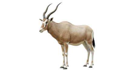 Addax  with transparent png  background