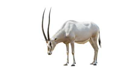Addax  with transparent png  background
