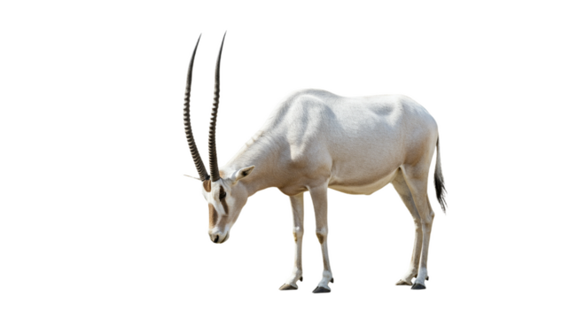 Addax  with transparent png  background