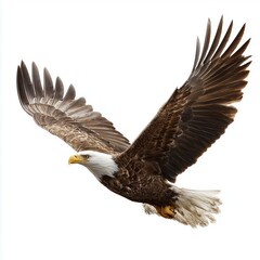 Obraz premium Bald eagle soaring with wings spread, isolated, white background cut out png