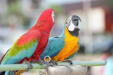 Green-winged Macaw or Red-and-green Macaw bird Pets are people's friends macaw parrot free flying bird .
