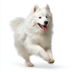 Samoyed dog running isolated, white background cut out png