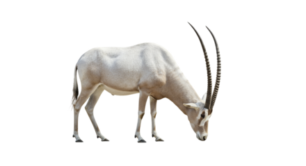 Addax  with transparent png  background