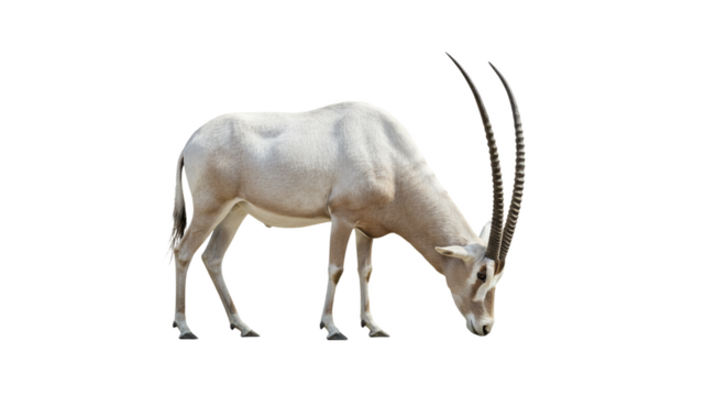 Addax  with transparent png  background