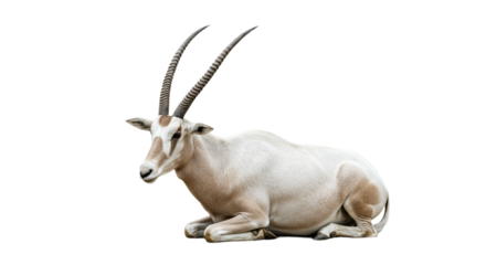 Addax  with transparent png  background