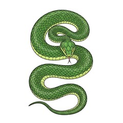 Obraz premium Green Snake Illustration.