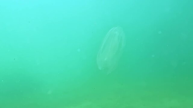 The comb jelly , ctenophore (Mnemiopsis leidyi) swims in the water column in the Black Sea.