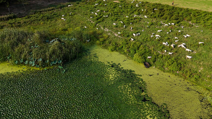 Aerial View of Goats Grazing in Countryside Fields