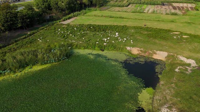 Drone Video of Goats Grazing in Countryside Fields