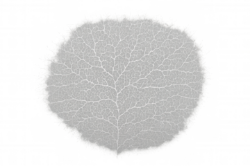 White slime mold, biological network, or mycelium developing, forming intricate veins, concept of growth and connections