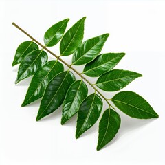 Fototapeta premium Bright green leaf branch, botanical freshness isolated on white background