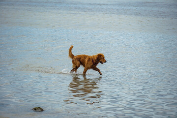 Golden Retriever running on the beach. Funny portrait of cheerful dog running in river, sea in action. Golden retriever resting, playing on beach in summer. Happy labrador.