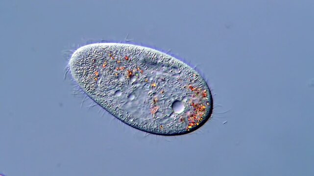 Paramecium microorganism under microscope 