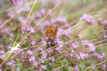 Makroaufnahme eines Perlmutterfalters (Issoria lathonia) auf lila Wildblüten. Detailreiche...