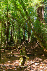 Obraz premium Henry Cowell Redwoods State Park