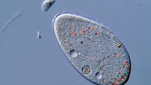 Movement of freshwater paramecium under microscopy view 