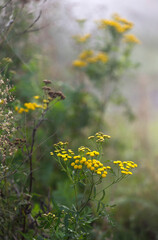 Ż&oacute;łte kwiaty Tanacetum , Wrotycz, ziele. Jesienna łąka.