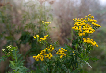 Żółte kwiaty Tanacetum , Wrotycz, ziele. Jesienna łąka.
