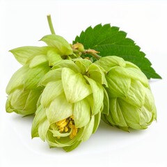 Isolated close-up of fresh green hop cones with leaf on a clean white backdrop