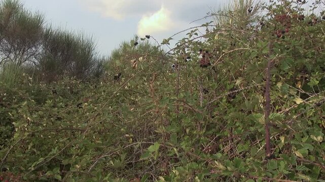 Blackberry hand picking recollection fruit dusk sunset nature