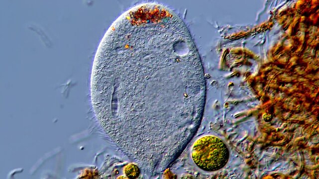 Paramecium and algae under microscope 