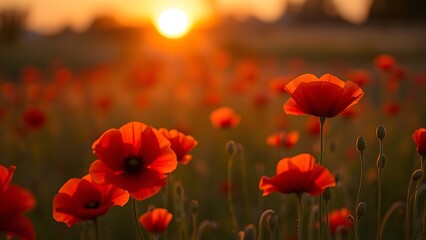 Fototapeta premium Vibrant red poppies glowing under the golden light of a sunset.
