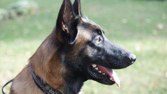 Super dog Drako the clever Malinois