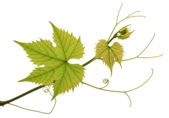Young grape vine leaf and tendril isolated on transparent background