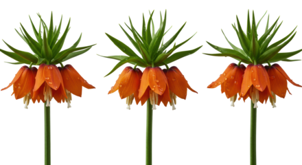 Three orange Crown Imperial flowers, green crowns, water droplets, horizontal, transparent background, 45-degree angle, soft light, botanical product concept