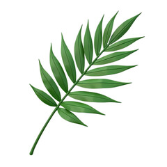 Fototapeta premium 3d Tropical green palm leaf isolated on transparent background