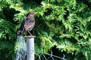 Common Blackbird on Fence with Green Background