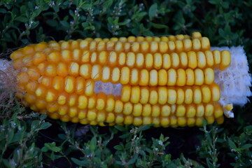 Field Corn