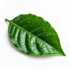 Detailed closeup of a vibrant green leaf with water droplets on a white background