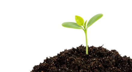 Young Green Seedling Growing in Dark Soil on White Background