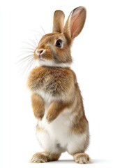 Fototapeta premium Standing rabbit with brown and white fur isolated on white background