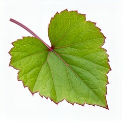 Isolated Grape Leaf displaying textured surface detail on a clean white background