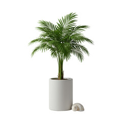 Obraz premium Elegant miniature palm tree with lush green fronds in a matte white pot, transparent conch shell, soft studio light on transparent, concept of natural elegance and serenity