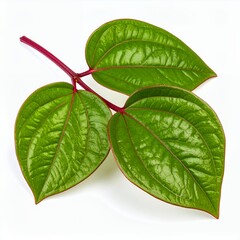 Isolated betel leaf arrangement on a pristine white backdrop creates a fresh, natural impression